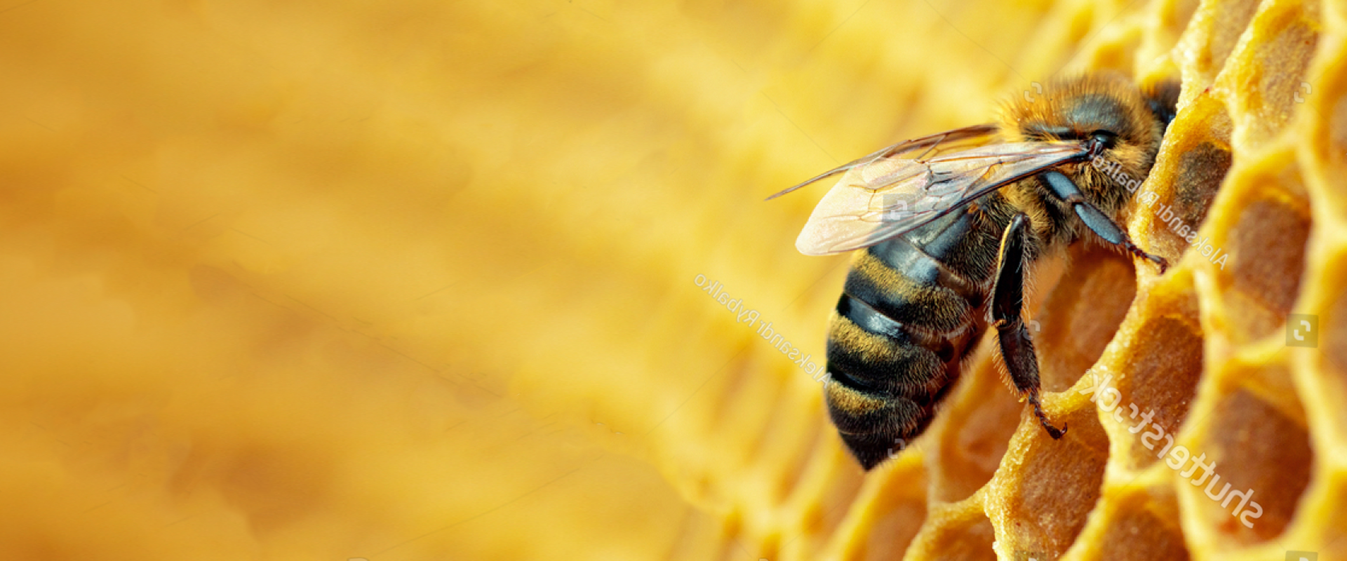 stock-photo-macro-photo-of-working-bees-on-honeycombs-beekeeping-and-honey-production-image-1848598738-1-1.png